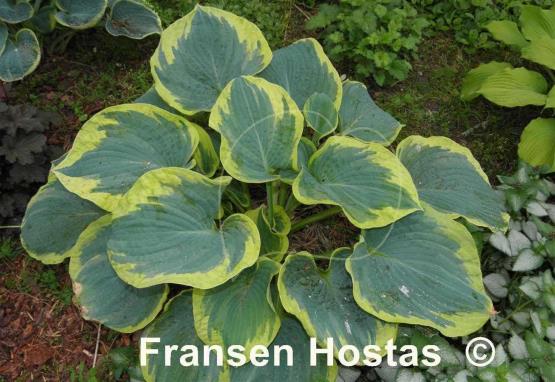 Hosta Paradise Expectations